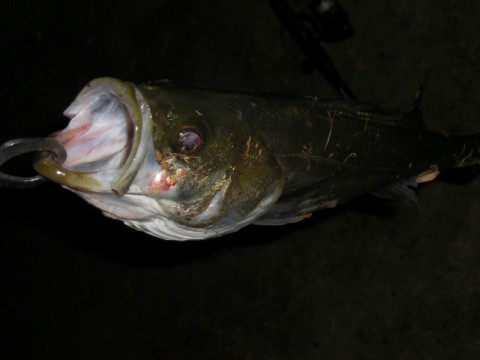 75vuumic2rmxi7du4t2p_480_480-b6c16561.jpg
