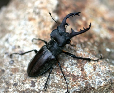 764cyui54uxmcjho5knd_480_480-fd237589.jpg
