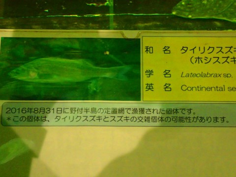 76njo5dm7upjggkkz2ji_480_480-47eb9431.jpg