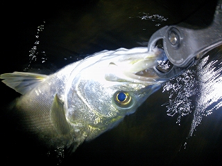 76x4un96tbdjdigdmmpj-de6c4136.jpg