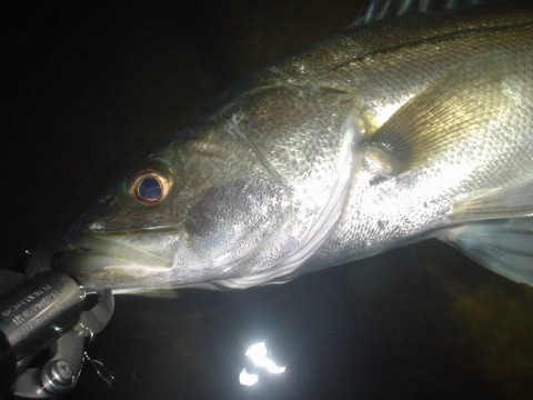 772f5gm7v5xvmdpb9gs2_480_480-c7484417.jpg