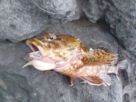 77m9pfbtcc9xxi9248eb_480_480-f2b17975.jpg