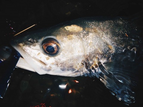 77o5fc6kjiabearb9f5m_480_360-0bec3609.jpg