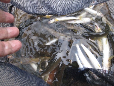 78aaurnzdptwfnj93d38_480_480-0fd0cce0.jpg
