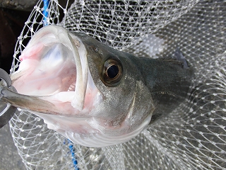 78yzg696k823dp8599tp-60503357.jpg