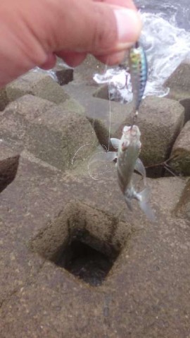 79n7mfjjpcgeuwzatca9_480_480-d025b7d9.jpg