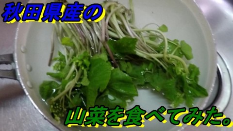 79up5w5sdofktrmnz828_480_480-6aed821e.jpg