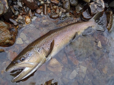 79wnimut85tg2a3nps9u_480_480-0be39989.jpg