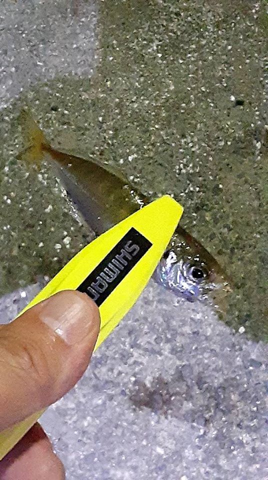 どこでもフルキャスト 昨日のアジング