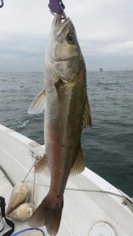 7aji4h35up3rakrbranf_518_920-87ee5ada.jpg