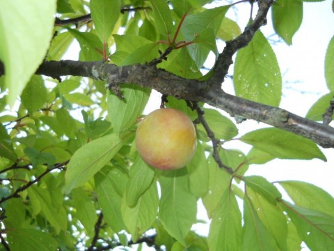 7apew3y6u9kt788fafmu_480_480-55bb5595.jpg
