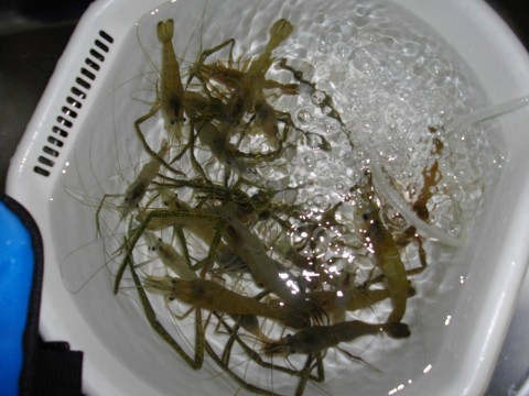 7b3bvivdfwbxsbng7ufu_480_480-ee97df1a.jpg
