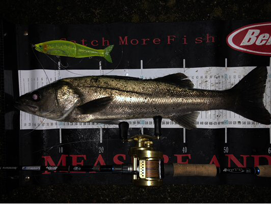 Success Of Fishing 厳寒期の東京湾ビッグベイトシーバス Success Of Fishing 厳寒期の東京湾ビッグベイトシーバス