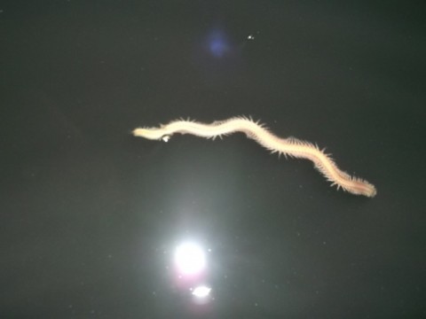 7bjs75b57rwwabv2ym48_480_480-89859971.jpg
