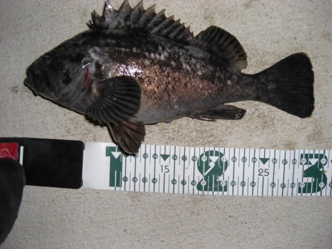 7bwa8kgmpkxobsxiepwj_480_480-6c746f0b.jpg