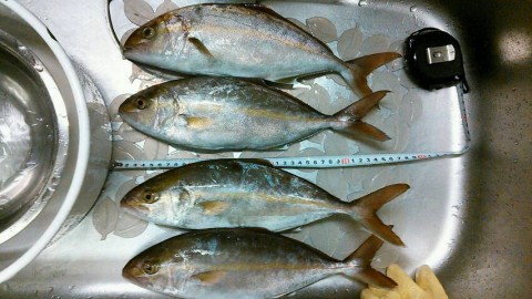 7dneacukoz6s9cubuok5_480_480-6d451ab6.jpg
