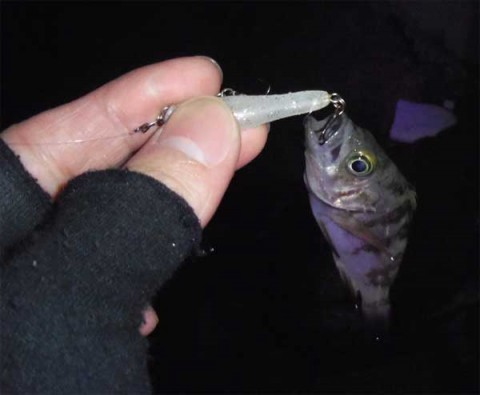 メバリング ギガスクリュー
