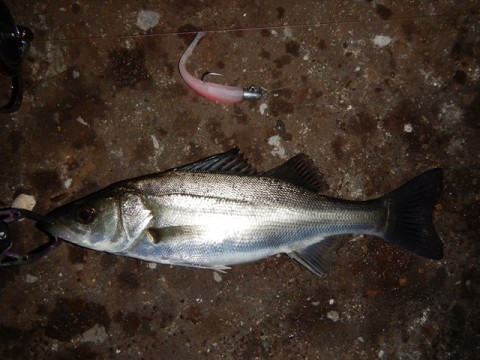 7eiw8hmpe283rjojknn3_480_480-c40942ed.jpg