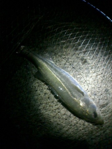 7entokikn4pm9mtwjj7b_480_480-76518a00.jpg