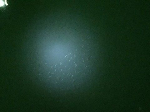 7f4d9f6akwnigtgamexs_480_480-dd339a7e.jpg
