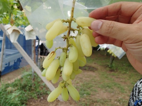 7fascx49nnaomjcaab2e_480_480-eaf38608.jpg