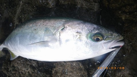 7faurvnaibwphhgjm7ic_480_480-5650da18.jpg