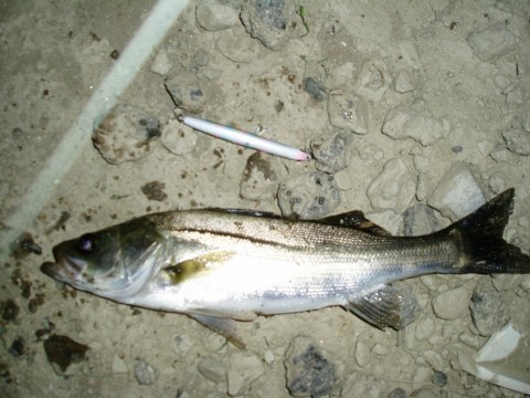 7fcjn74hfuri6gj8j89x_480_480-edb2635e.jpg