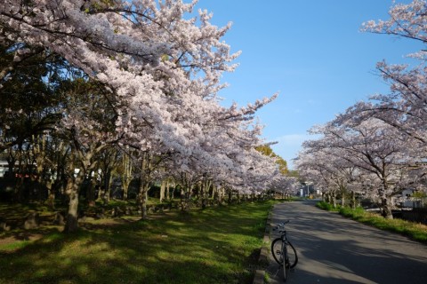 7fg2nenbo4stybpctoo8_480_480-8f7c3215.jpg
