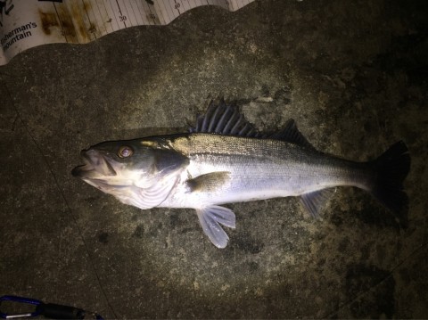 7fiskpkjuunx8ztrra35_920_689-0d408b4c.jpg
