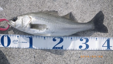 7g25asuvutxnynf39x9m_480_480-2928819b.jpg