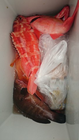 7gr39tpeiuvswsurhfos_480_480-348d279a.jpg