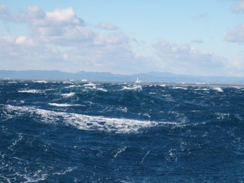 7gx7krwd526w68ib8zgk_480_480-c55f9107.jpg