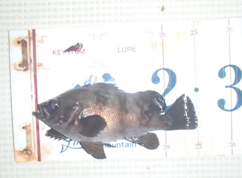 7hz8ziifj453hf42sr34-50bbd5c9.jpg