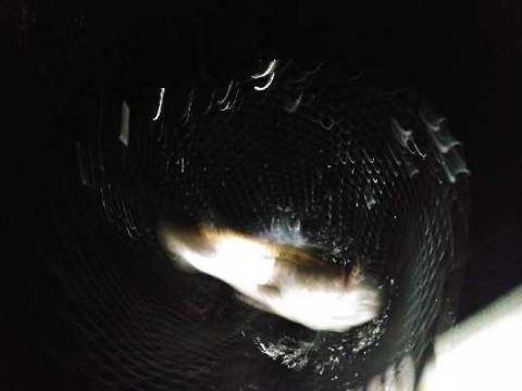 7i7pvxr632fh73o29k7z_480_480-f9f13713.jpg