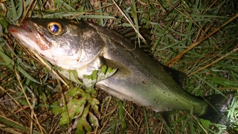 7icks8gbmbzcopxxzrv4_480_480-dfdee4f4.jpg
