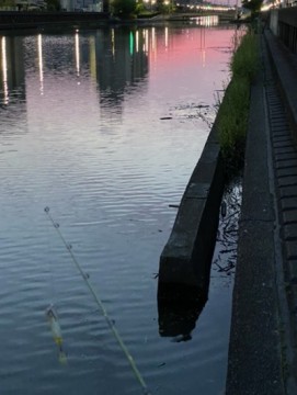 7isnweij3bub9dbhv64t_361_480-85b5b26f.jpg