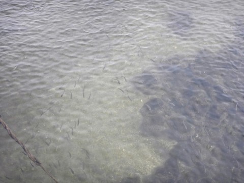 7iyrv34us2xeztn9m7v2_480_480-67062509.jpg