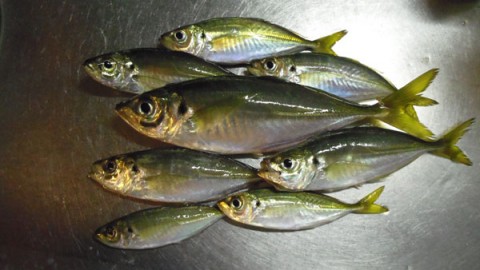 本日の釣果