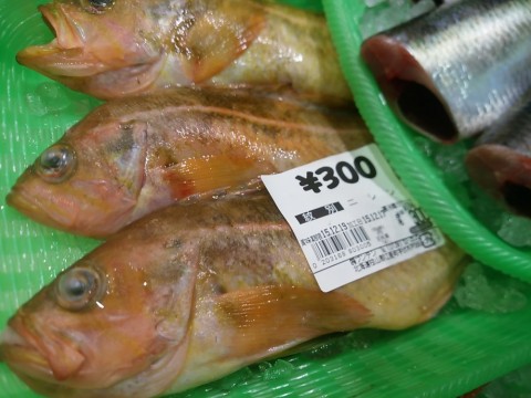 7jao467efisjw7y76yrb_480_480-08060175.jpg