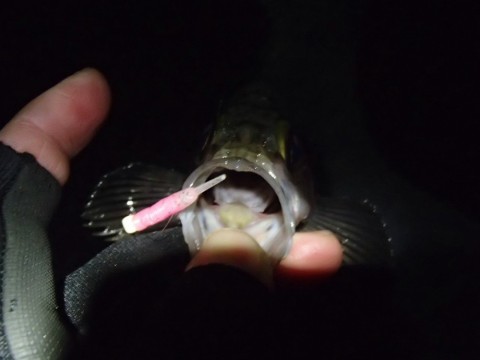 7jw9kt4gdrwb6rdbo9f6_480_480-1c286303.jpg
