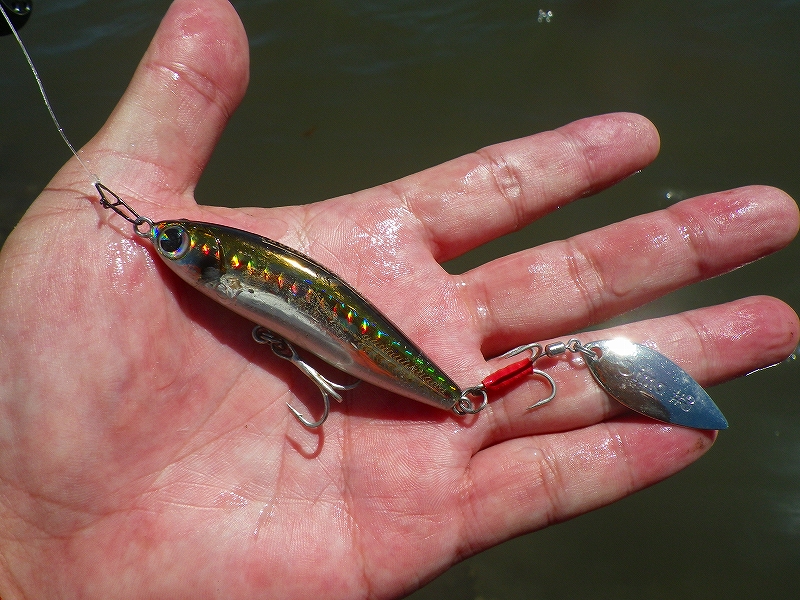 Hinokuni Fisher 久々の河川デイ シーバス
