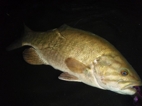 7kirpujzpbysircy9tg4_480_480-b146d595.jpg