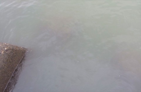7kz9t9iostzo9krtsg5t_480_480-d860b93f.jpg
