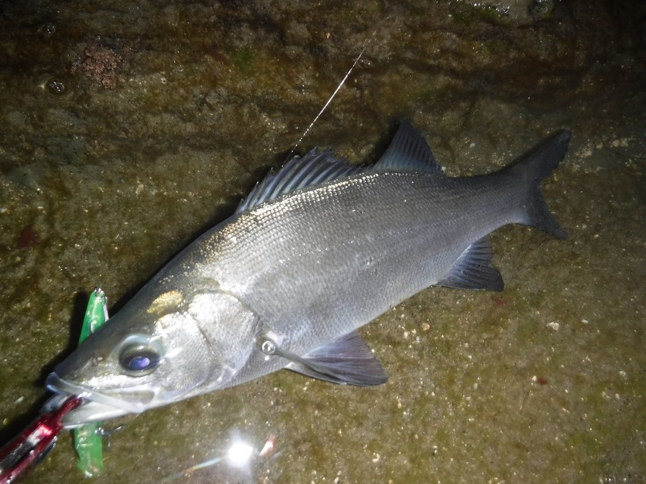 釣りログ 内房冬のプラン 開拓