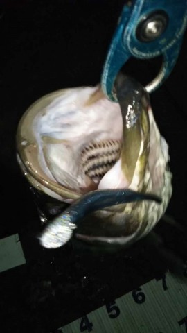 7mgbhtkfj4am8jzpojdu_480_480-201ccc37.jpg
