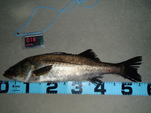 7mt29p3rd5aot6y5c7e6_480_480-580f0067.jpg