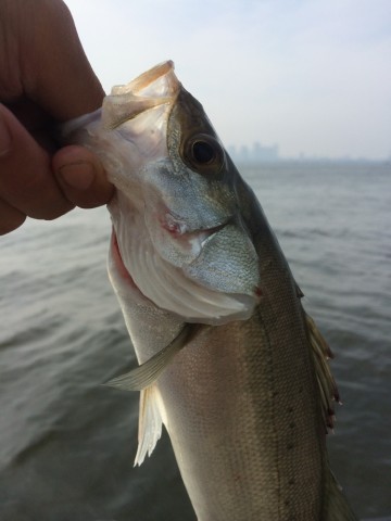 7o3d8523p7my2jw6sktj_690_920-8ba586f4.jpg