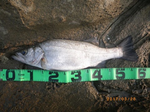 7ome8auopzntymgwwf58_480_480-9c205c15.jpg
