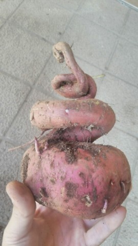 7owk3s2fn33djg98w7ua_518_920-fe4f7da3.jpg