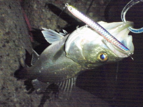 7phsg5nv8afrppkvrpuv_480_480-b2834845.jpg